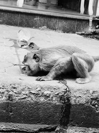 View of cat resting in zoo