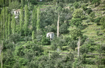 Scenic view of forest