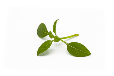 Close-up of green leaves against white background