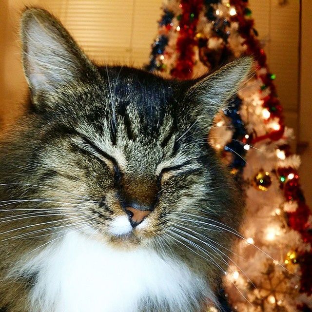 domestic cat, animal themes, pets, one animal, domestic animals, cat, mammal, indoors, feline, whisker, close-up, relaxation, animal head, focus on foreground, portrait, home interior, looking at camera, animal body part, no people, home