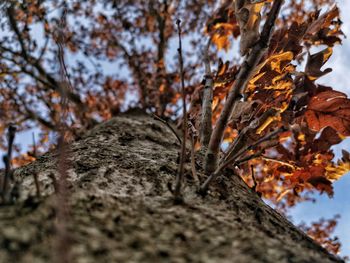 Low angle view of autumn leaves on tree