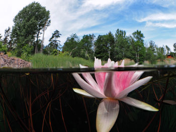 Close-up of pink lotus water lily against sky