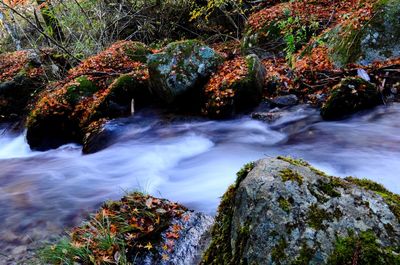 Scenic view of waterfall in forest