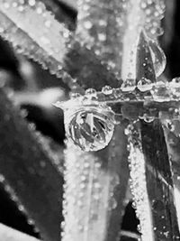 Close-up of flower against water