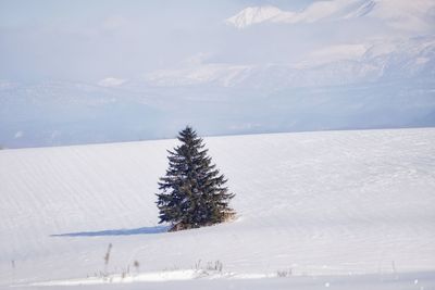 Tree on snow covered landscape against sky