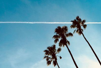 Low angle view of palm tree against blue sky