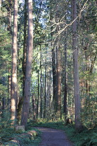 Trees in forest