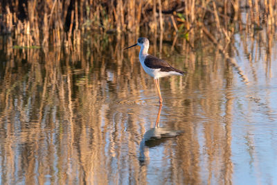 Bird perching on a lake