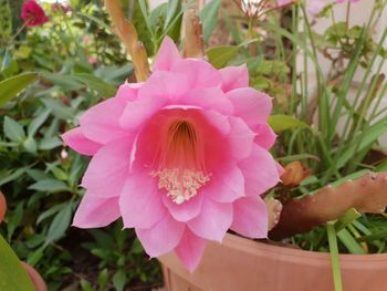 Close-up of pink flowering plant