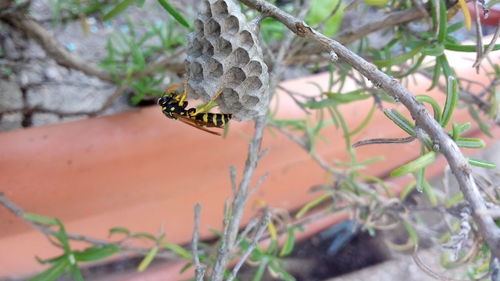 Close-up of insect on plant