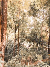 Trees in forest during autumn