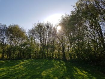 Sunlight streaming through trees on landscape