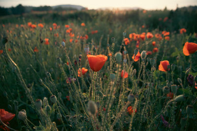 Close-up of red poppy flowers on field