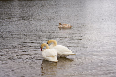 White swan family on the baltic sea coast in finland