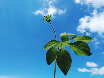 Low angle view of plant leaves against sky