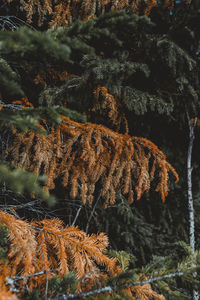 Close-up of pine tree in forest