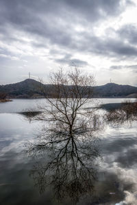 Bare tree by lake against sky