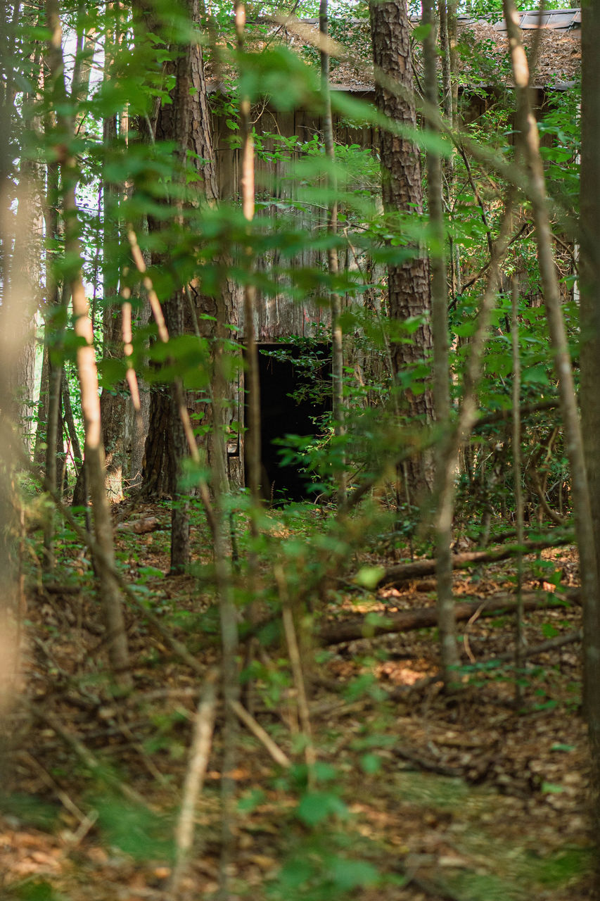 SCENIC VIEW OF FOREST