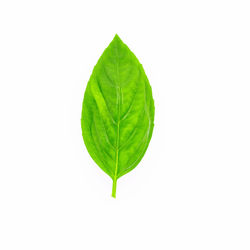 Close-up of leaf against white background