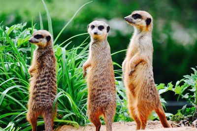 Close-up of meerkats