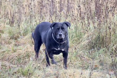 Portrait of dog standing on grass