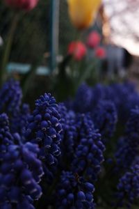 Close-up of purple flowers against blurred background