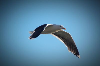 Low angle view of seagull flying