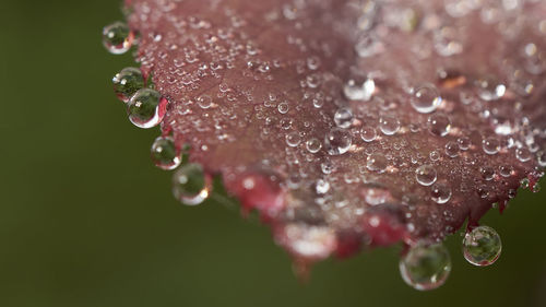 Close-up of water drops on flower