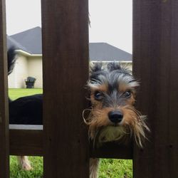 Portrait of a dog