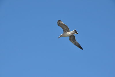 Low angle view of seagull flying