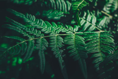 Close-up of fern leaves