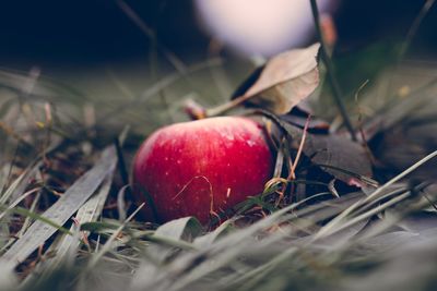 Close-up of apple on grass