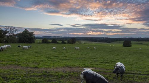 Sheep grazing in a field