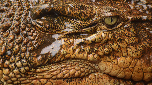 Close-up of crocodile