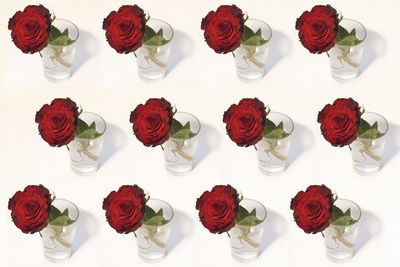 Close-up of roses against white background