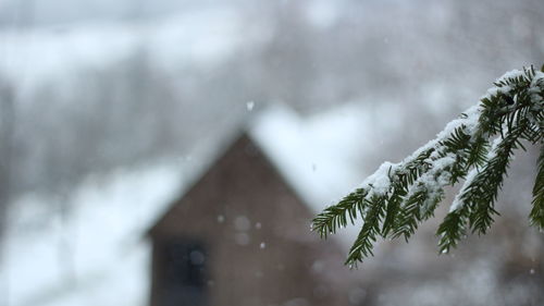 Close-up of pine tree during winter