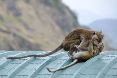 Little monkey playing