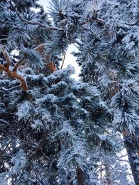 Close-up of snow covered pine tree