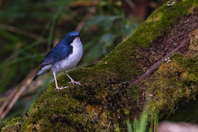 Close-up of bird perching on a tree