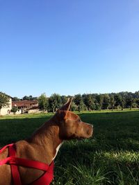 View of a dog on field