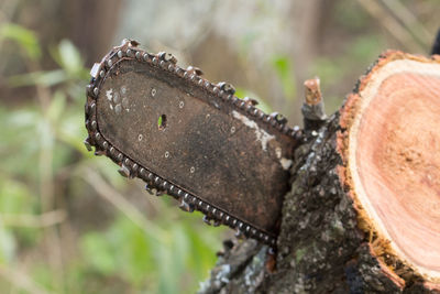 Close-up of rusty wheel in forest