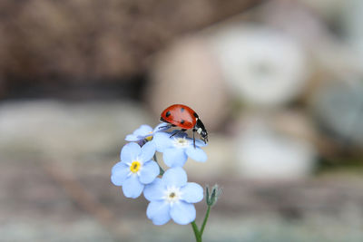 Close-up of ladybug on flower