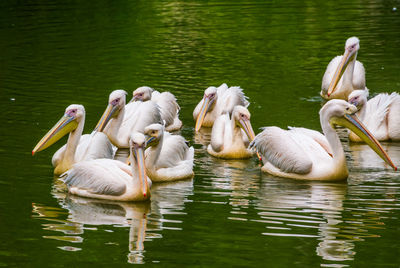 Swans swimming in lake