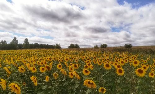 Scenic view of sunflower field against cloudy sky