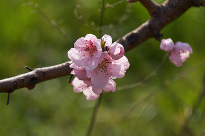 Peach blossom flower in spring