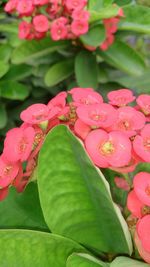 Close-up of pink flowers blooming in garden