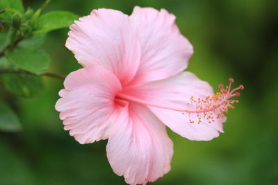 Close-up of pink hibiscus blooming outdoors