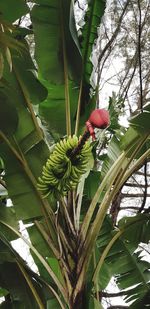 Close-up of red flowering plant on tree