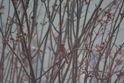 Close-up of bird perching on bare tree