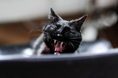 Close-up of cat yawning